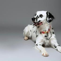 Walter - White and black male Dalmatian puppy in Surprise, Arizona from Dalmatians at Tiffani’s