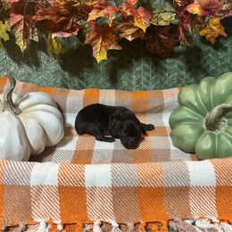 Brown Collar - Brown male Boykin Spaniel puppy in Hurtsboro, Alabama from PARK’s Family Farm