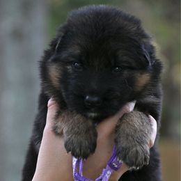 Farah - Black and red female German Shepherd puppy in Canton, Texas from WILDWOOD GERMAN SHEPHERDS