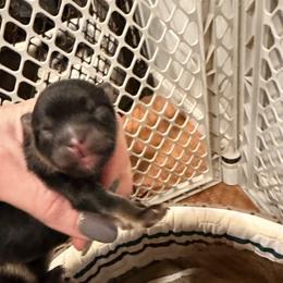 Black and tan - Black and tan female Pomeranian puppy in Grass Lake, Michigan from Chantilly Lace Poms
