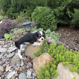 Tri Boy - Tri-color male Cavalier King Charles Spaniel puppy in Marengo, Illinois from Millaray Cavaliers