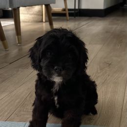 Chanel - Black and tan female Cavapoo puppy in Axtell, Texas from Dlm_doodles