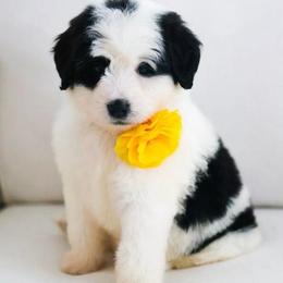 March - Black and white female Bernedoodle puppy in Diamond Bar, California from Furrytaildoodles