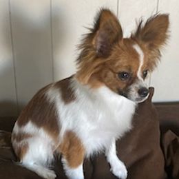 Papillons from Joe’s Papillons