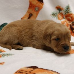 Lasso - Golden female Golden Retriever puppy in New Weston, Ohio from Bertke AKC Golden Retrievers and Bernese Mountain Dogs