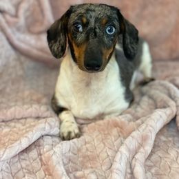 Elsa - Dachshund