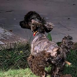 GG - Poodle