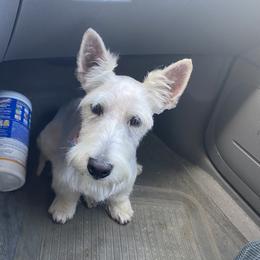 Milo - Scottish Terrier