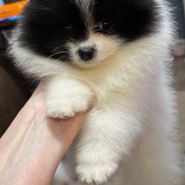 Black Parti female - Black parti female Pomeranian puppy in Bourbonnais, Illinois from T & D Poms