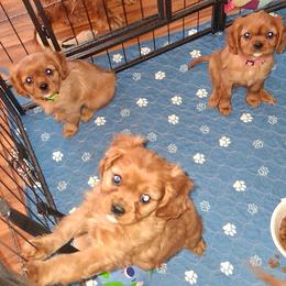 Cavalier King Charles Spaniel puppies from Cavaliers King Charles Spaniels at Carmen Acres Farm