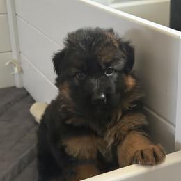 German Shepherd Puppies from Von Gonzalez Kennel