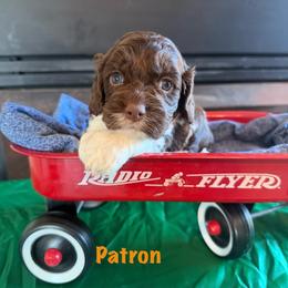 Patron - Brown and white male Cockapoo puppy in Holton, Indiana from MoonShine Babies