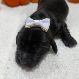 Kiwi - Black female Dachshund puppy in Mansfield, Missouri from Owens Farm