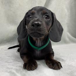 Male - Black male Dachshund puppy in Birmingham, Alabama from LongBottomDachshunds