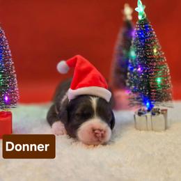 Donner- Brown collar - Blue merle male Bernedoodle puppy in Summerville, South Carolina from Channys Doodles