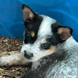 Boy 4 - Blue male Australian Cattle Dog puppy in Norton, Ohio from Australian Cattle Dog Company