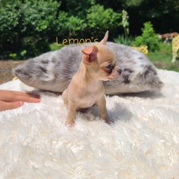 Chihuahua Puppies from Lemon's Full of Flaws Chihuahuas