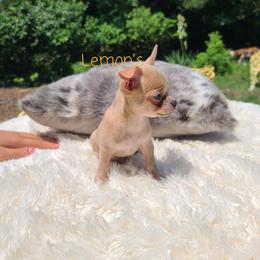 Chihuahua Puppies from Lemon's Full of Flaws Chihuahuas