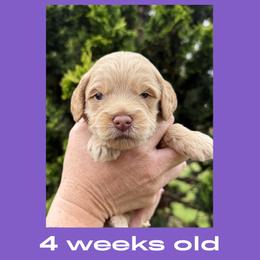 Monica - purple collar - Caramel female Labradoodle puppy in Beavercreek, Oregon from Auburn Sky Labradoodles