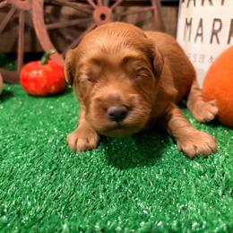 Oscar Blue collar - Red  male Goldendoodle puppy in Atco, New Jersey from Flannery’s lucky puppies 🍀