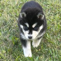Cleopatra - Black and white female Siberian Husky puppy in Summerville, South Carolina from Carolina Husky Lodge