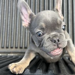 French Bulldogs from Asia