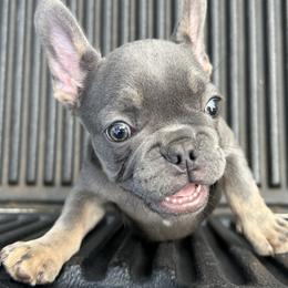 French Bulldogs from Asia