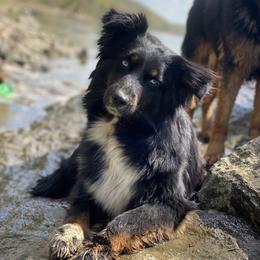 Sailor - Australian Shepherd