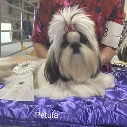 Petula - Shih Tzu
