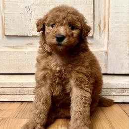 Female 2 - Apricot female Goldendoodle puppy in Brooksville, Florida from Kruger Doodles