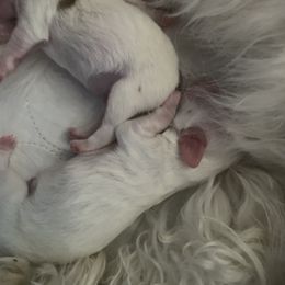 Coton de Tulear Puppies from Catawba Cotons
