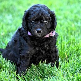 Goldendoodle and Poodle Puppies from Serenity Doodles