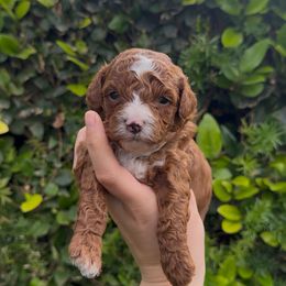 Claus - Red  male Poodle puppy in Modesto, California from Oso’s Red Toy, Mini, & Standard Poodles