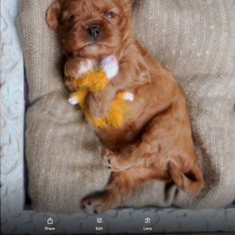 Cavalier King Charles Spaniel Puppies from Capall Cavaliers