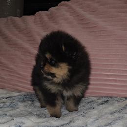 Tasmania - Black and tan male Pomeranian puppy in Angleton, Texas from Pomeranian Palace, LLC