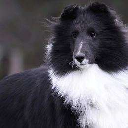 Venom (champion boy) - Black and white Shetland Sheepdog puppy in Elk, Washington from Asgard Shetland Sheepdogs