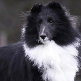 Venom (champion boy) - Black and white Shetland Sheepdog puppy in Elk, Washington from Asgard Shetland Sheepdogs