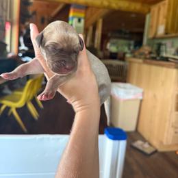 Red collar - Fawn female Great Dane puppy in Corsica, Pennsylvania from Ferguson Family Danes LLC