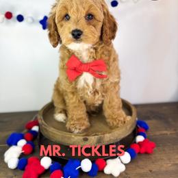 Mr. Tickles - Apricot male Goldendoodle puppy in Anderson, South Carolina from Brinkerhoff Doodle Farm