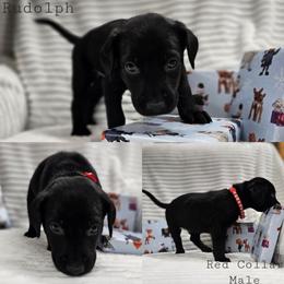 Rudolph - Black male Labrador Retriever puppy in Boyd, Minnesota from Lindley Labradors