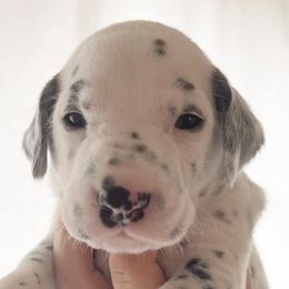 Girl 2 Nora - White and black Dalmatian puppy in Franklin, Tennessee from Gentry’s Dalmatians