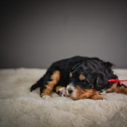 Monroe - Tri-color female Bernedoodle puppy in Caldwell, Idaho from Boise Doodle Co.