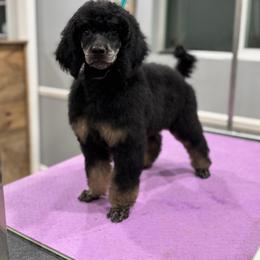 Ignite - Phantom male Poodle puppy in Troy, Alabama from Redmond Rose Kennel
