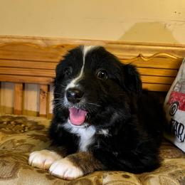 Rudolph - Black tri-color male Australian Shepherd puppy in Albany, Kentucky from Blue Creek Aussies