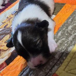 Harley - White and red male Papillon puppy in Hollister, Missouri from Swan Creek Kennel