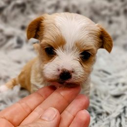 Bloodhound and Yorkshire Terrier All Grown Up from Buckingham Bloodhounds