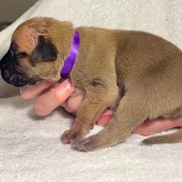 Violet Collar - Fawn female Perro de Presa Canario puppy in Raleigh, North Carolina from Kings Court Kennel
