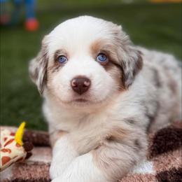 Rusty (Rusty) - Red merle male Australian Shepherd puppy in Ramona, California from Blue Moon Aussies