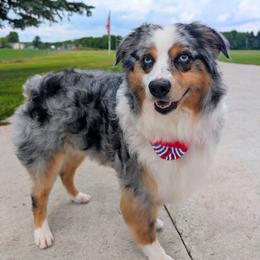 Nash - Blue merle male Miniature Australian Shepherd puppy in Ixonia, Wisconsin from Hunt N Oaks