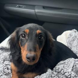 Scottie - Black and tan female Dachshund puppy in Centralia, Washington from Devoted Doxies